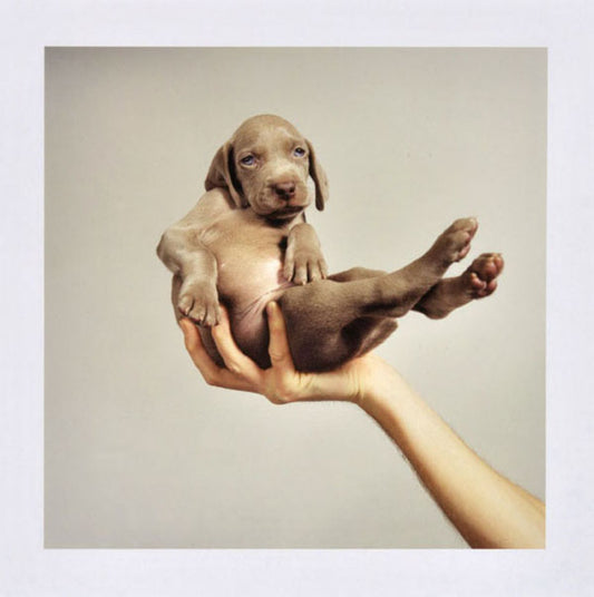 William Wegman, “Handsome”, 2001
